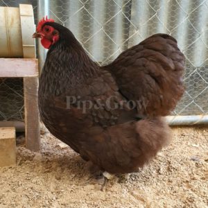 Chocolate Bantam Orpington Fertile egg (each)