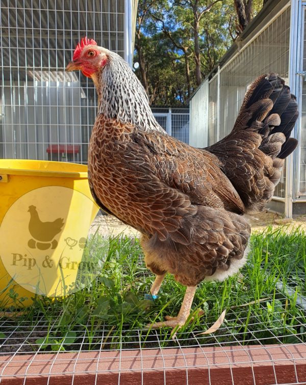 *ORDER CLOSED* Welsummer Fertile Egg (each) - Image 17