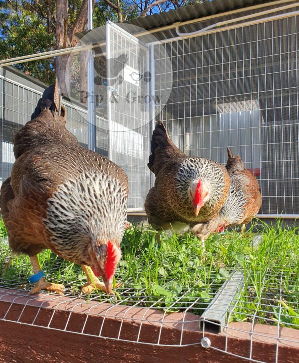*ORDER CLOSED* Welsummer Fertile Egg (each) - Image 14