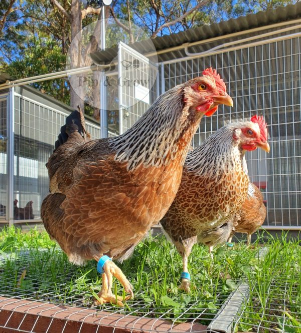 *ORDER CLOSED* Welsummer Fertile Egg (each) - Image 12
