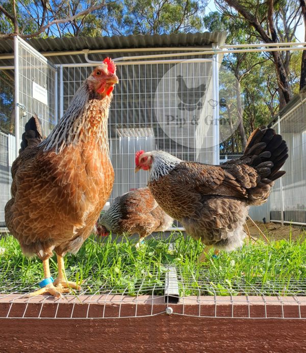 *ORDER CLOSED* Welsummer Fertile Egg (each) - Image 18