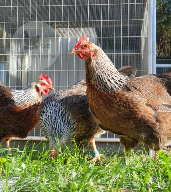 *ORDER CLOSED* Welsummer Fertile Egg (each) - Image 10