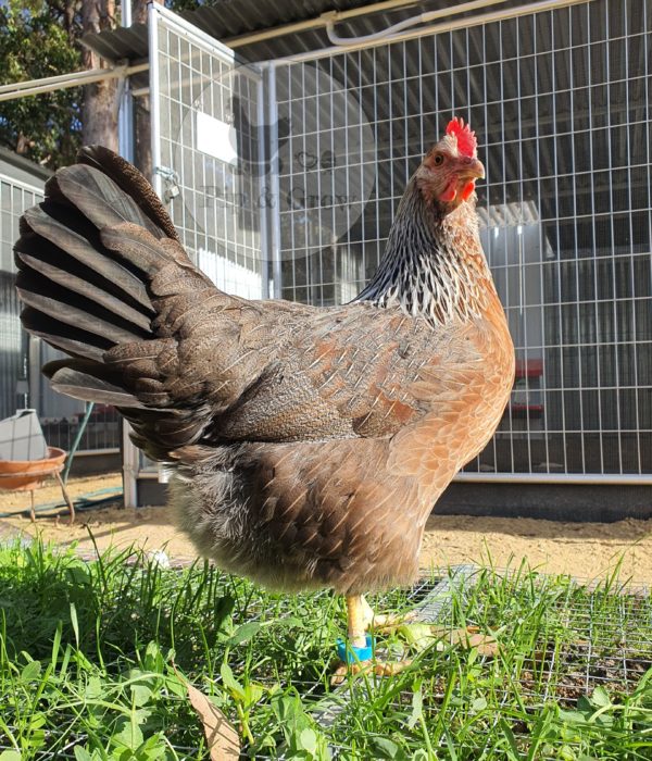 *ORDER CLOSED* Welsummer Fertile Egg (each) - Image 8
