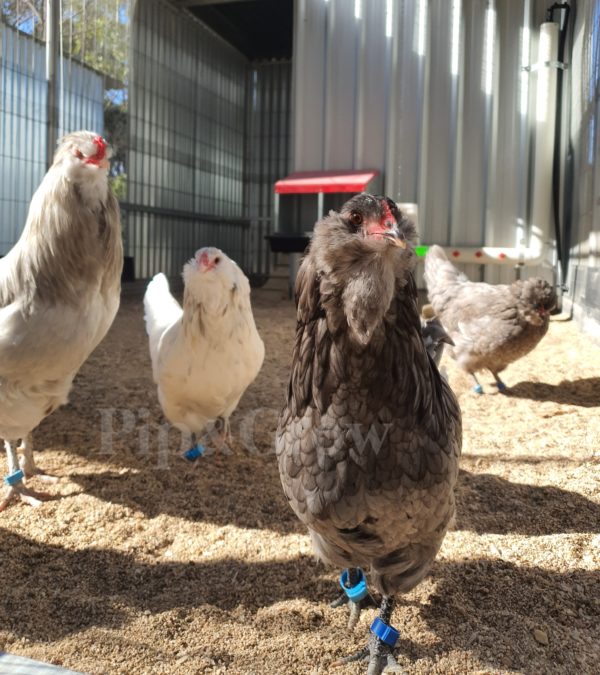 *ORDER CLOSED* Araucana Fertile egg (each) - Image 16
