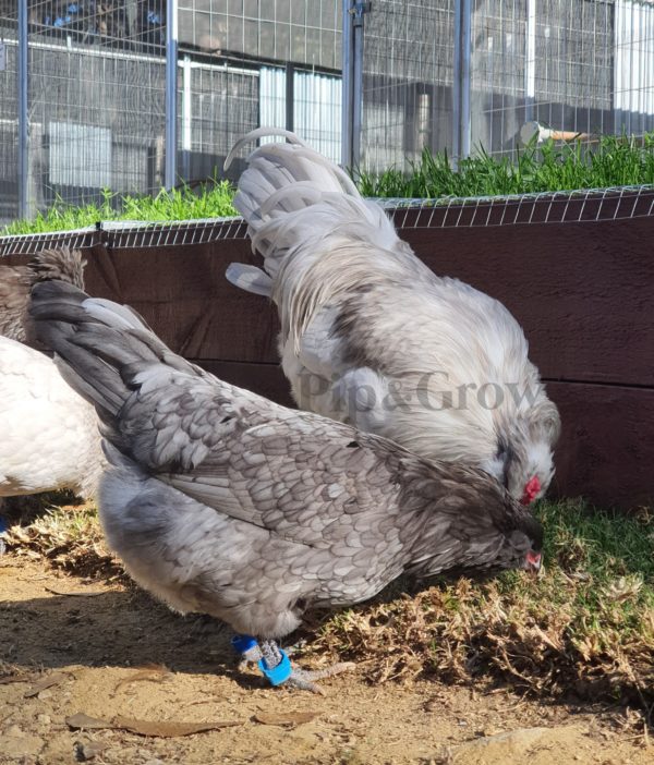 *ORDER CLOSED* Araucana Fertile egg (each) - Image 8