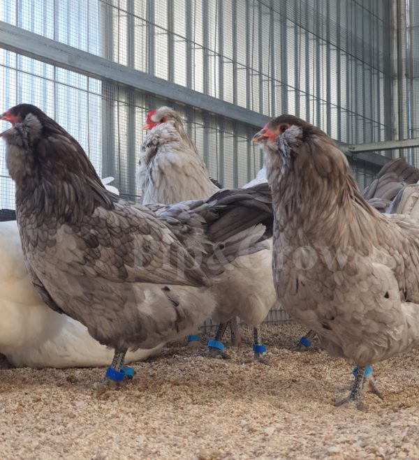 *ORDER CLOSED* Araucana Fertile egg (each) - Image 14