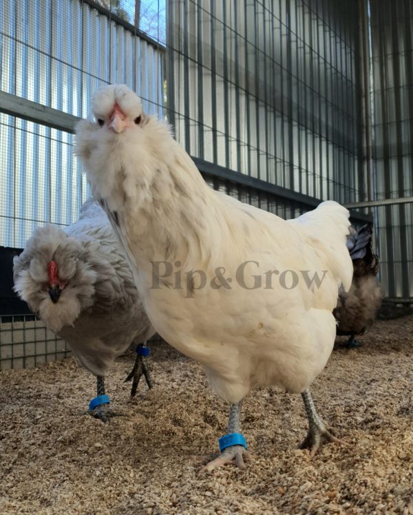 *ORDER CLOSED* Araucana Fertile egg (each) - Image 15