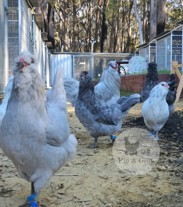 *ORDER CLOSED* Araucana Fertile egg (each) - Image 9