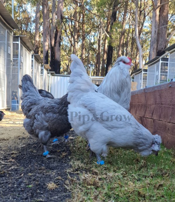 *ORDER CLOSED* Araucana Fertile egg (each)