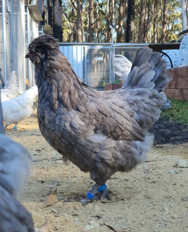 *ORDER CLOSED* Araucana Fertile egg (each) - Image 10