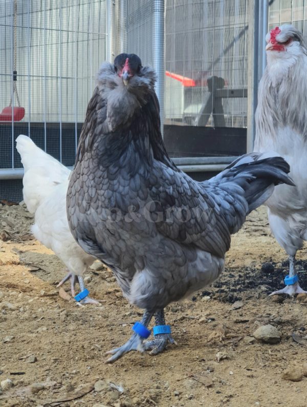 *ORDER CLOSED* Araucana Fertile egg (each) - Image 12
