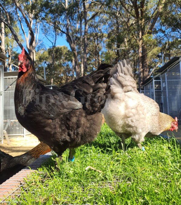 *ORDER CLOSED* Copper Marans Fertile egg (each) - Image 9