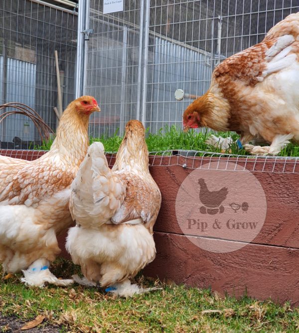 *ORDER CLOSED* Splash Partridge Brahma Fertile Egg (each) - Image 4