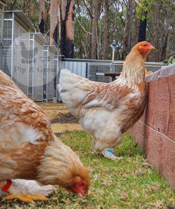 *ORDER CLOSED* Splash Partridge Brahma Fertile Egg (each) - Image 7
