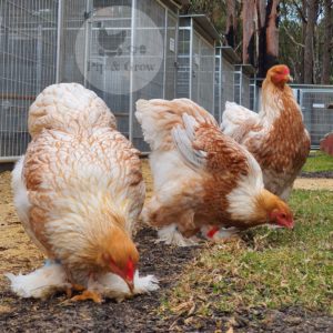 Pyle Brahma Fertile Egg (each)