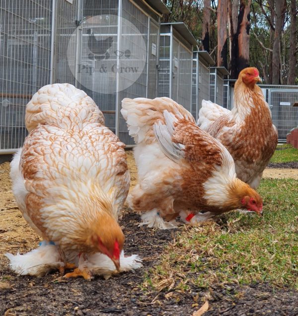 *ORDER CLOSED* Splash Partridge Brahma Fertile Egg (each)