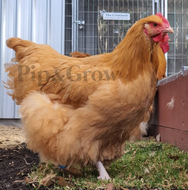 *ORDER CLOSED* Farmyard & Easter/Olive Egger (each) - Image 7