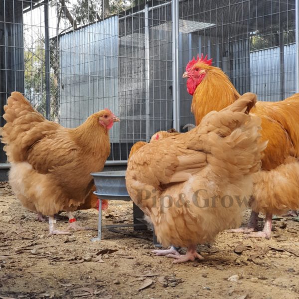 *ORDER CLOSED* Buff Orpington Fertile egg (each) - Image 8