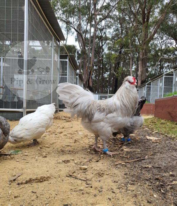 *ORDER CLOSED* Araucana Fertile egg (each) - Image 4