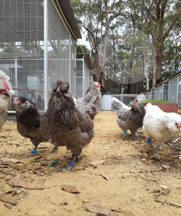 *ORDER CLOSED* Araucana Fertile egg (each) - Image 6
