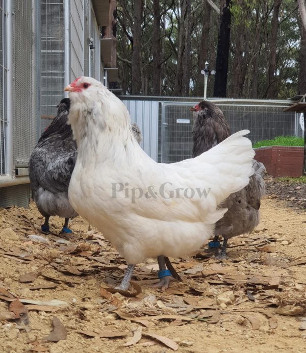 *ORDER CLOSED* Araucana Fertile egg (each) - Image 7
