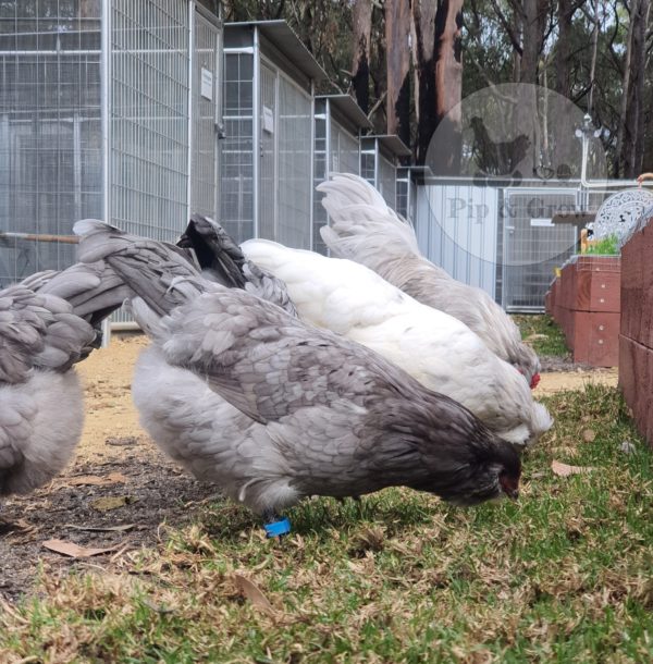 *ORDER CLOSED* Araucana Fertile egg (each) - Image 5