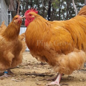 *ORDER CLOSED* Buff Orpington Fertile egg (each)