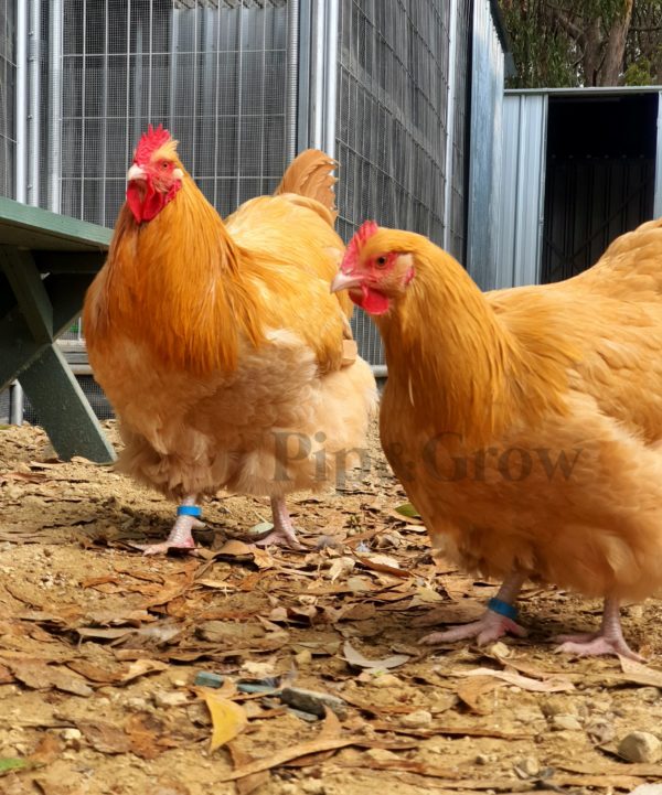*ORDER CLOSED* Buff Orpington Fertile egg (each) - Image 7