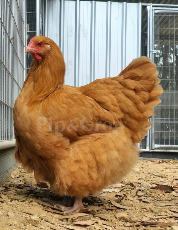 *ORDER CLOSED* Buff Orpington Fertile egg (each) - Image 4