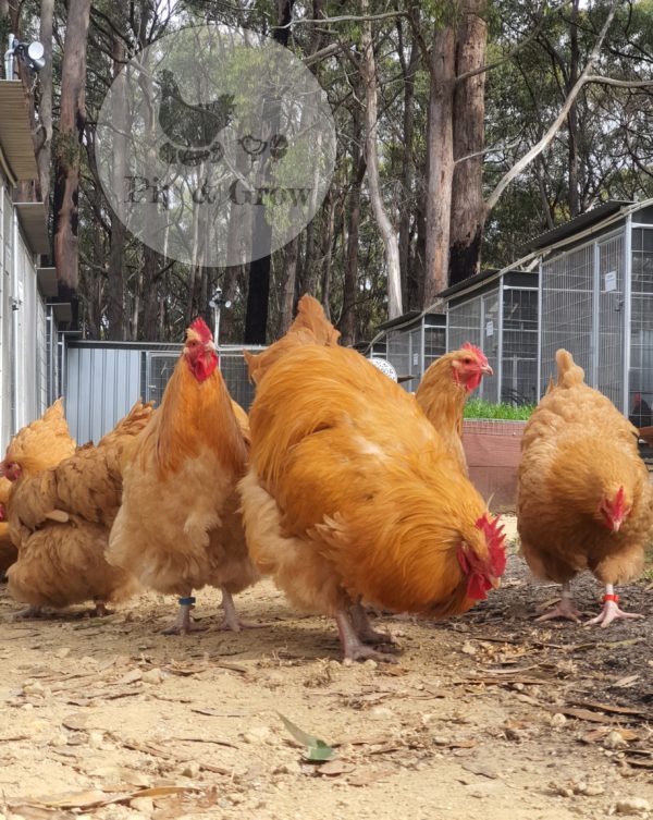 *ORDER CLOSED* Buff Orpington Fertile egg (each) - Image 6