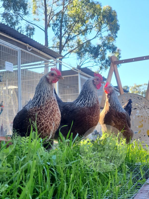 *ORDER CLOSED* Welsummer Fertile Egg (each) - Image 6