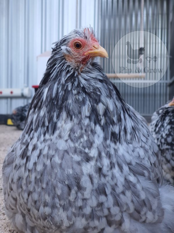 *ORDER CLOSED* Pekin Black & Blue Mottled Fertile egg (each) - Image 13