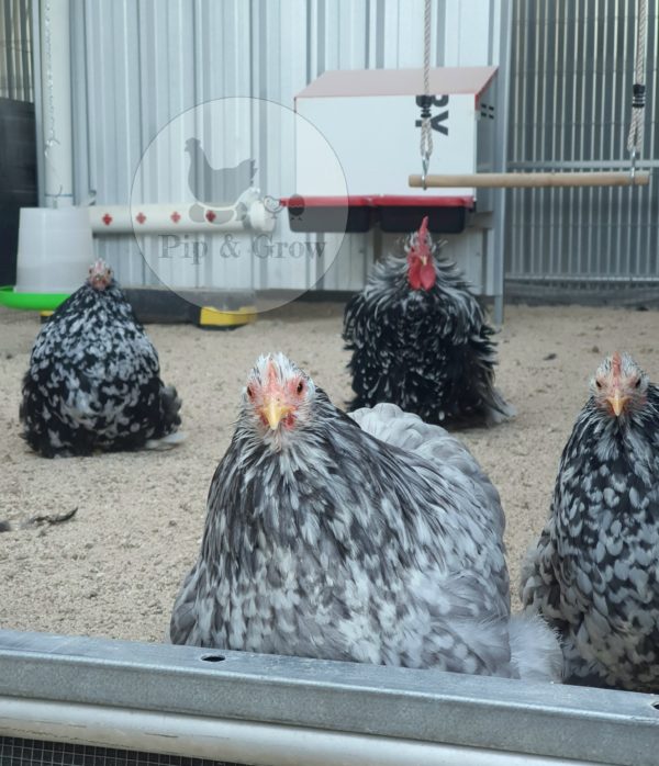 *ORDER CLOSED* Pekin Black & Blue Mottled Fertile egg (each) - Image 14