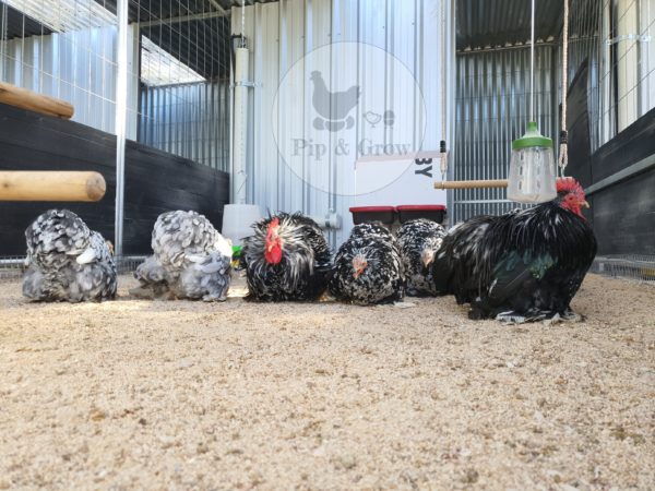 *ORDER CLOSED* Pekin Black & Blue Mottled Fertile egg (each) - Image 18