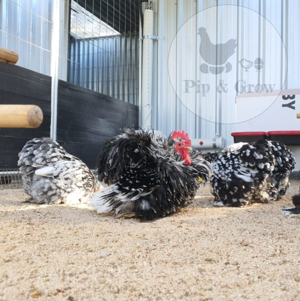 *ORDER CLOSED* Pekin Black & Blue Mottled Fertile egg (each) - Image 15