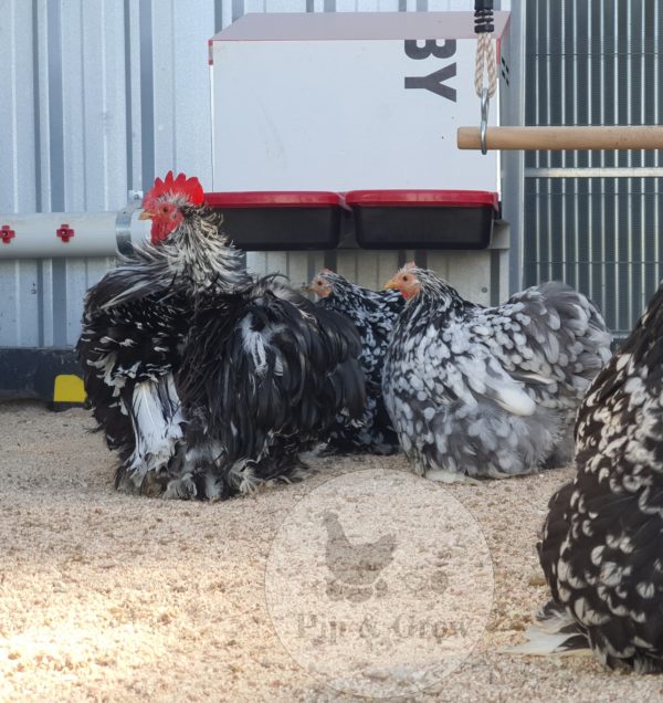 *ORDER CLOSED* Pekin Black & Blue Mottled Fertile egg (each) - Image 11