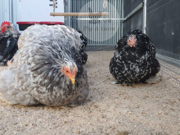 *ORDER CLOSED* Pekin Black & Blue Mottled Fertile egg (each) - Image 16