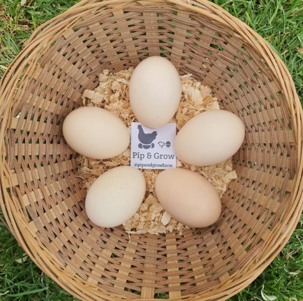 *ORDER CLOSED* Wyandotte Fertile Egg (each) - Image 2