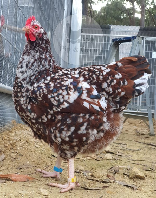 *ORDER CLOSED* Speckled Sussex Fertile egg (each)