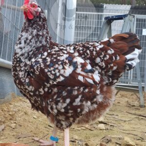 *ORDER CLOSED* Speckled Sussex Fertile egg (each)