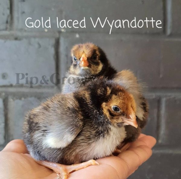 *ORDER CLOSED* Wyandotte Fertile Egg (each) - Image 13