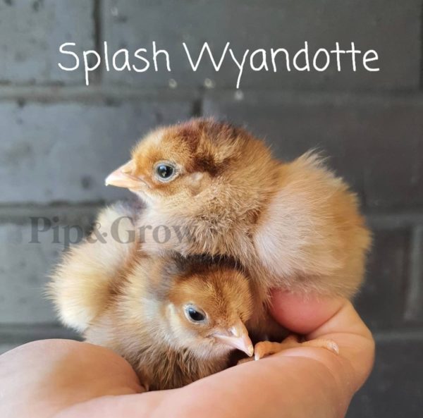 *ORDER CLOSED* Wyandotte Fertile Egg (each) - Image 12