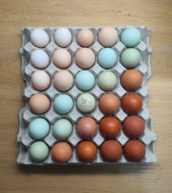 Pot Luck Fertile egg (each) - Image 2