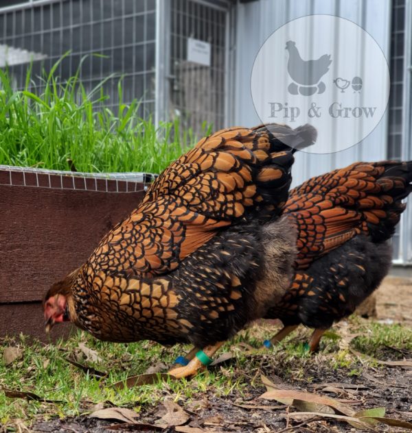 *ORDER CLOSED* Wyandotte Fertile Egg (each) - Image 8