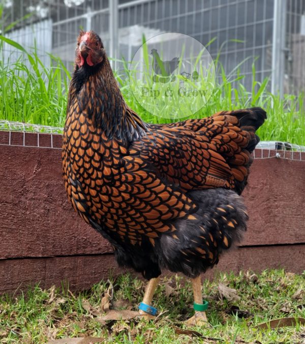 *ORDER CLOSED* Wyandotte Fertile Egg (each) - Image 7