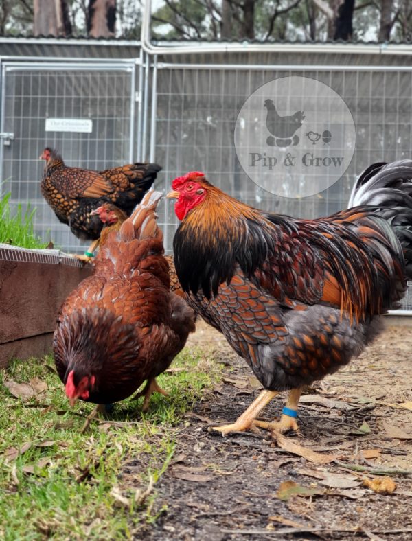 *ORDER CLOSED* Wyandotte Fertile Egg (each)