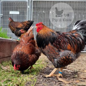 *ORDER CLOSED* Wyandotte Fertile Egg (each)