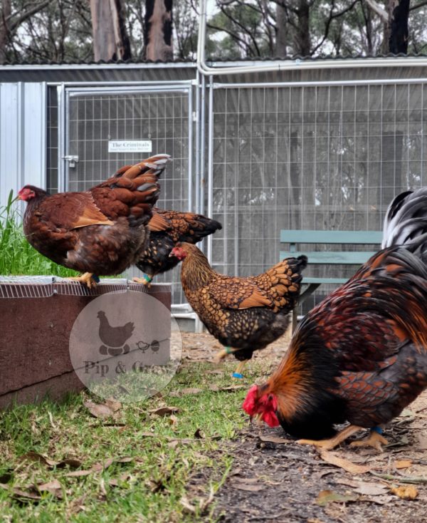 *ORDER CLOSED* Wyandotte Fertile Egg (each) - Image 10
