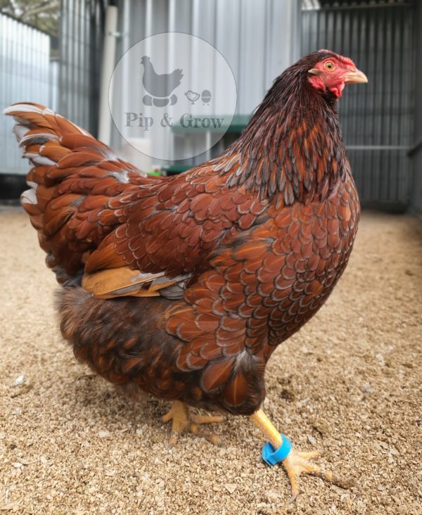 *ORDER CLOSED* Farmyard & Easter/Olive Egger (each) - Image 9