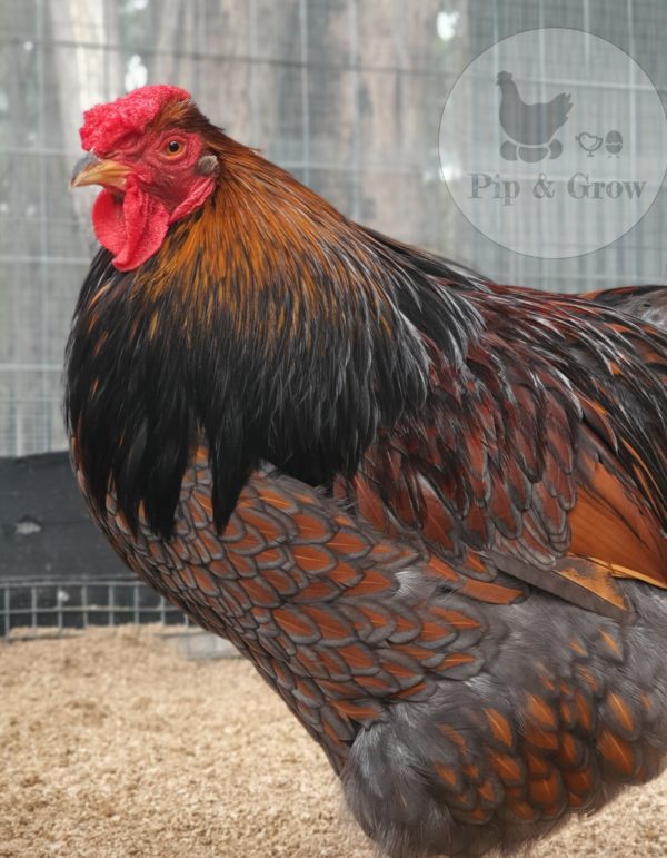 *ORDER CLOSED* Wyandotte Fertile Egg (each) - Image 9